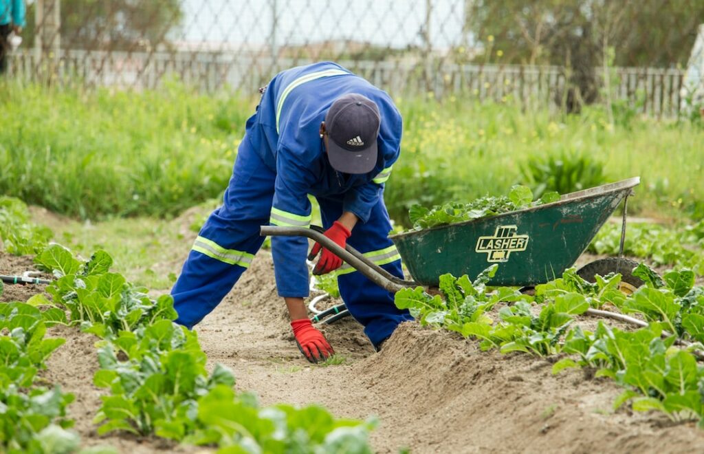 what is urban farming